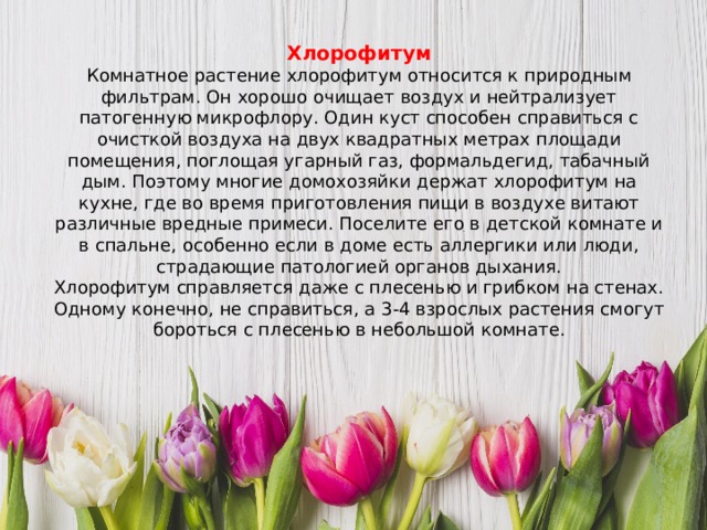 Хлорофитум Комнатное растение хлорофитум относится к природным фильтрам. Он хорошо очищает воздух и нейтрализует патогенную микрофлору. Один куст способен справиться с очисткой воздуха на двух квадратных метрах площади помещения, поглощая угарный газ, формальдегид, табачный дым. Поэтому многие домохозяйки держат хлорофитум на кухне, где во время приготовления пищи в воздухе витают различные вредные примеси.  Поселите его в детской комнате и в спальне, особенно если в доме есть аллергики или люди, страдающие патологией органов дыхания. Хлорофитум справляется даже с плесенью и грибком на стенах. Одному конечно, не справиться, а 3-4 взрослых растения смогут бороться с плесенью в небольшой комнате. 