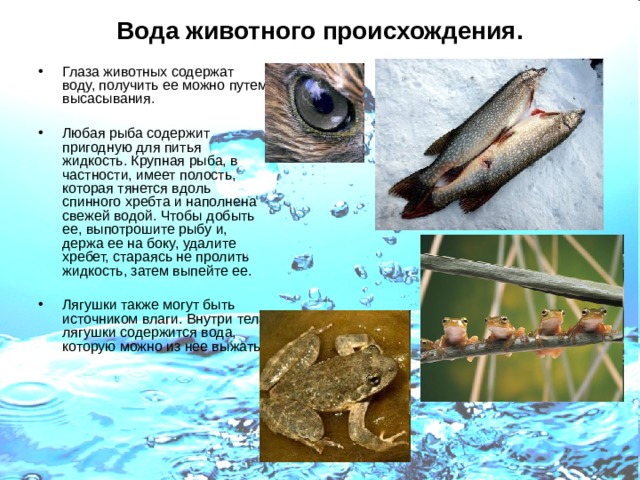Вода животного происхождения. Глаза животных содержат воду, получить ее можно путем высасывания. Любая рыба содержит пригодную для питья жидкость. Крупная рыба, в частности, имеет полость, которая тянется вдоль спинного хребта и наполнена свежей водой. Чтобы добыть ее, выпотрошите рыбу и, держа ее на боку, удалите хребет, стараясь не пролить жидкость, затем выпейте ее. Лягушки также могут быть источником влаги. Внутри тела лягушки содержится вода, которую можно из нее выжать. 