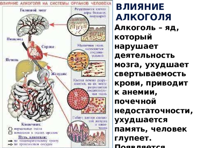 Влияние алкоголя Алкоголь – яд, который нарушает деятельность мозга, ухудшает свертываемость крови, приводит к анемии, почечной недостаточности, ухудшается память, человек глупеет. Появляется циничность, злобность, агрессивность. 