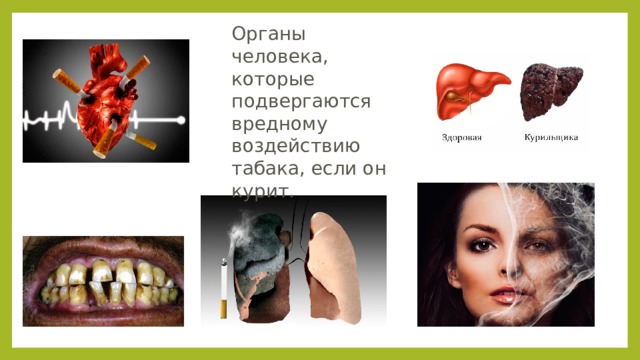 Органы человека, которые подвергаются вредному воздействию табака, если он курит. 