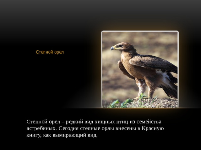  Степной орел Степной орел – редкий вид хищных птиц из семейства ястребиных. Сегодня степные орлы внесены в Красную книгу, как вымирающий вид. 