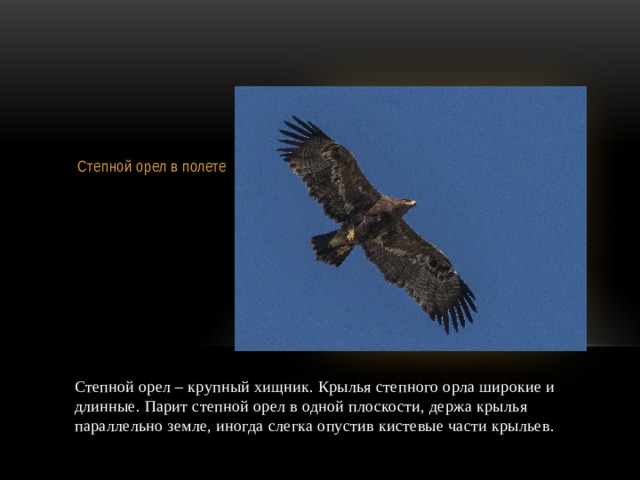 Вставка рисунка  Степной орел в полете Степной орел – крупный хищник. Крылья степного орла широкие и длинные. Парит степной орел в одной плоскости, держа крылья параллельно земле, иногда слегка опустив кистевые части крыльев. 