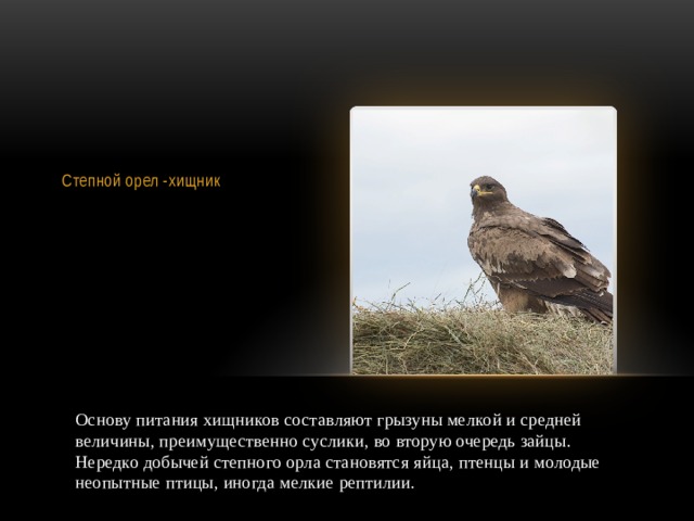  Степной орел -хищник Основу питания хищников составляют грызуны мелкой и средней величины, преимущественно суслики, во вторую очередь зайцы. Нередко добычей степного орла становятся яйца, птенцы и молодые неопытные птицы, иногда мелкие рептилии. 