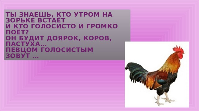 Ты знаешь, кто утром на зорьке встаёт  и кто голосисто и громко поёт?  Он будит доярок, коров, пастуха…  Певцом голосистым  зовут … 