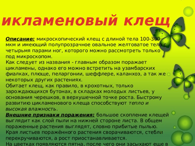 Цикламеновый клещ Описание:   микроскопический клещ с длиной тела 100-300 мкм и имеющий полупрозрачное овальное желтоватое тело с четырьмя парами ног, которого можно рассмотреть только под микроскопом.  Как следует из названия - главным образом поражает цикламены, однако его можно встретить на узамбарских фиалках, плюще, пеларгонии, шеффлере, каланхоэ, а так же некоторых других растениях.  Обитает клещ, как правило, в крохотных, только зарождающихся бутонах, в складках молодых листьев, у основания черешков, в верхушечной точке роста. Быстрому развитию цикламенового клеща способствуют  тепло и высокая влажность .  Внешние признаки поражения:   большое скопление клещей выглядит как слой пыли на нижней стороне листа. В общем пораженные растения выглядят, словно прибитые пылью. Края листьев поражённого растения сворачиваются, стебли перекручиваются, а рост приостанавливается.  На цветках появляются пятна, после чего они засыхают еще в бутонах либо деформируются. У юкки при поражении клещом наблюдается похожий на муку налет на листьях, у сенполий - утолщение листьев. 