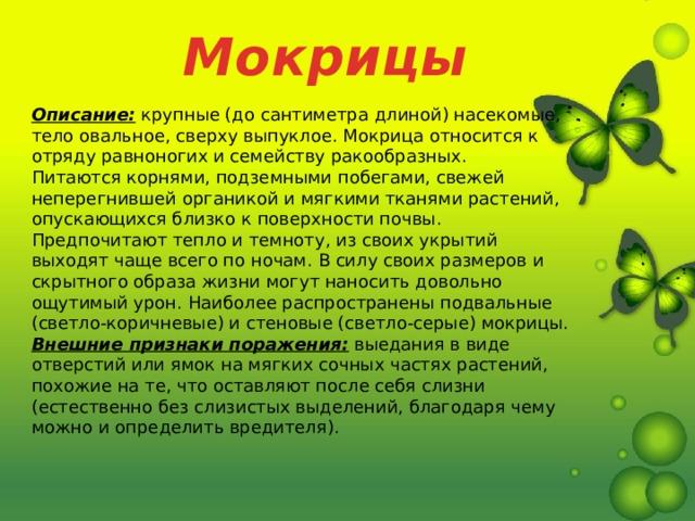 Мокрицы Описание:  крупные (до сантиметра длиной) насекомые, тело овальное, сверху выпуклое. Мокрица относится к отряду равноногих и семейству ракообразных.  Питаются корнями, подземными побегами, свежей неперегнившей органикой и мягкими тканями растений, опускающихся близко к поверхности почвы. Предпочитают тепло и темноту, из своих укрытий выходят чаще всего по ночам. В силу своих размеров и скрытного образа жизни могут наносить довольно ощутимый урон. Наиболее распространены подвальные (светло-коричневые) и стеновые (светло-серые) мокрицы.  Внешние признаки поражения:  выедания в виде отверстий или ямок на мягких сочных частях растений, похожие на те, что оставляют после себя слизни (естественно без слизистых выделений, благодаря чему можно и определить вредителя). 