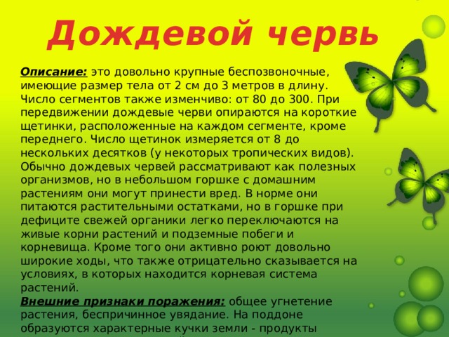 Дождевой червь Описание:  это довольно крупные беспозвоночные, имеющие размер тела от 2 см до 3 метров в длину. Число сегментов также изменчиво: от 80 до 300. При передвижении дождевые черви опираются на короткие щетинки, расположенные на каждом сегменте, кроме переднего. Число щетинок измеряется от 8 до нескольких десятков (у некоторых тропических видов).  Обычно дождевых червей рассматривают как полезных организмов, но в небольшом горшке с домашним растениям они могут принести вред. В норме они питаются растительными остатками, но в горшке при дефиците свежей органики легко переключаются на живые корни растений и подземные побеги и корневища. Кроме того они активно роют довольно широкие ходы, что также отрицательно сказывается на условиях, в которых находится корневая система растений.  Внешние признаки поражения:  общее угнетение растения, беспричинное увядание. На поддоне образуются характерные кучки земли - продукты жизнедеятельности червей. 