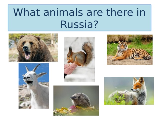 What animals are there in Russia? 