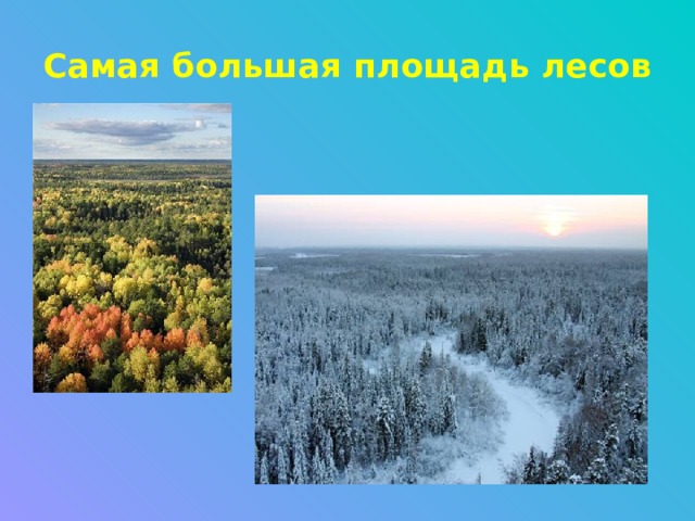 Самая большая площадь лесов 