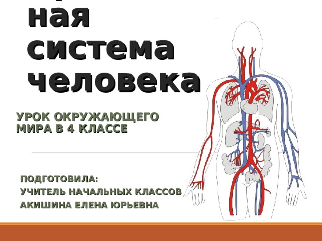 Кровеносная система человека УРОК ОКРУЖАЮЩЕГО МИРА В 4 КЛАССЕ ПОДГОТОВИЛА: УЧИТЕЛЬ НАЧАЛЬНЫХ КЛАССОВ АКИШИНА ЕЛЕНА ЮРЬЕВНА 
