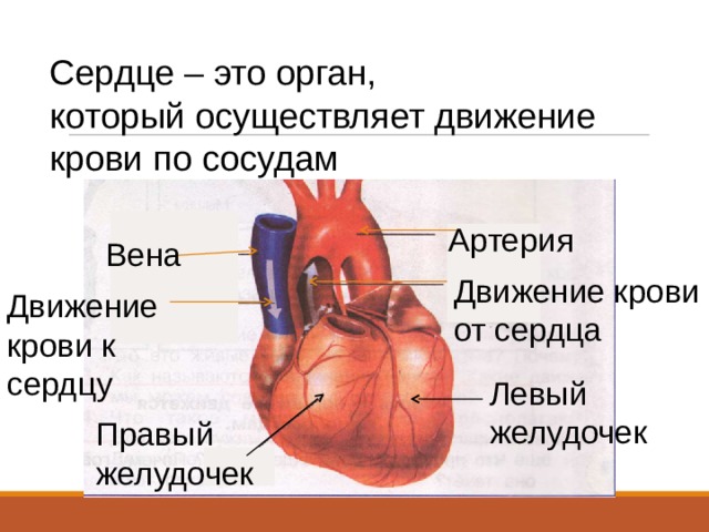 Сердце – это орган, который осуществляет движение крови по сосудам Артерия Вена Движение крови от сердца Движение крови к сердцу Левый желудочек Правый желудочек 