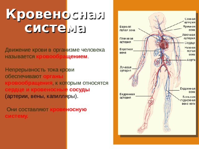Кровеносная система Движение крови в организме человека называется кровообращением . Непрерывность тока крови обеспечивают органы кровообращения , к которым относятся сердце и кровеносные сосуды (артерии, вены, капилляры).  Они составляют кровеносную систему.  