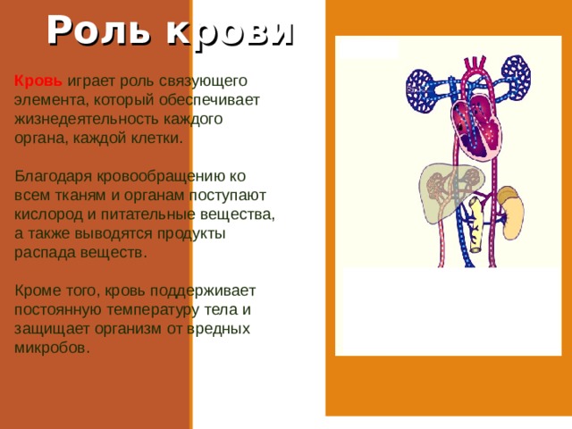 Роль крови Кровь играет роль связующего элемента, который обеспечивает жизнедеятельность каждого органа, каждой клетки. Благодаря кровообращению ко всем тканям и органам поступают кислород и питательные вещества, а также выводятся продукты распада веществ. Кроме того, кровь поддерживает постоянную температуру тела и защищает организм от вредных микробов. 
