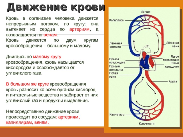 Движение крови   Кровь в организме человека движется непрерывным потоком, по кругу: она вытекает из сердца по артериям , а возвращается по венам . Кровь движется по двум кругам кровообращения – большому и малому. Двигаясь по малому кругу кровообращения, кровь насыщается кислородом и освобождается от углекислого газа. В  большом же круге кровообращения кровь разносит ко всем органам кислород и питательные вещества и забирает от них углекислый газ и продукты выделения. Непосредственно движение крови происходит по сосудам : артериям, капиллярам, венам. 