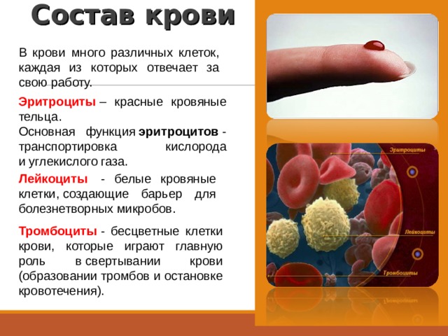 Состав крови В крови много различных клеток, каждая из которых отвечает за свою работу. Эритроциты  – красные кровяные тельца. Основная функция  эритроцитов  - транспортировка кислорода и углекислого газа. Лейкоциты   - белые кровяные клетки, создающие барьер для болезнетворных микробов. Тромбоциты  - бесцветные клетки крови, которые играют главную роль в свертывании крови (образовании тромбов и остановке кровотечения). 