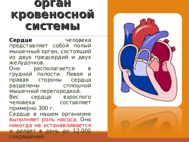 Сердце – главный орган кровеносной системы Сердце человека представляет собой полый мышечный орган, состоящий из двух предсердий и двух желудочков. Оно располагается в грудной полости. Левая и правая стороны сердца разделены сплошной мышечной перегородкой. Вес сердца взрослого человека составляет примерно 300 г. Сердце в нашем организме выполняет роль насоса. Оно никогда не останавливается и делает в день до 12.000 сокращений. 