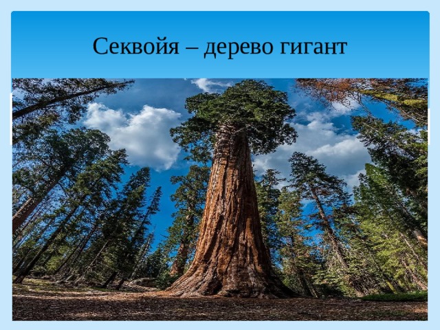Секвойя – дерево гигант 