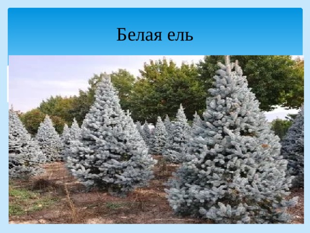 Белая ель 