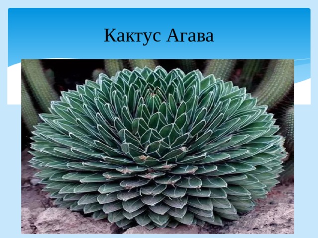 Кактус Агава 