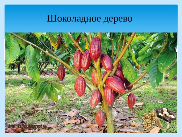 Шоколадное дерево 
