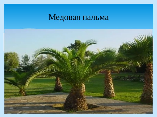 Медовая пальма 