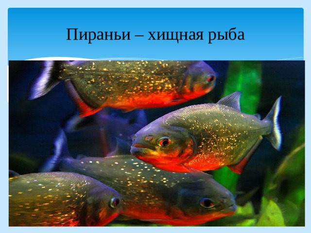 Пираньи – хищная рыба 