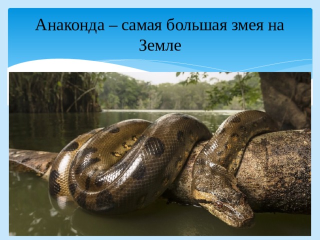 Анаконда – самая большая змея на Земле 