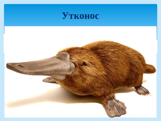 Утконос 