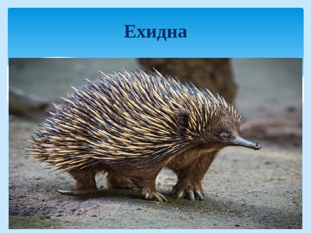 Ехидна 