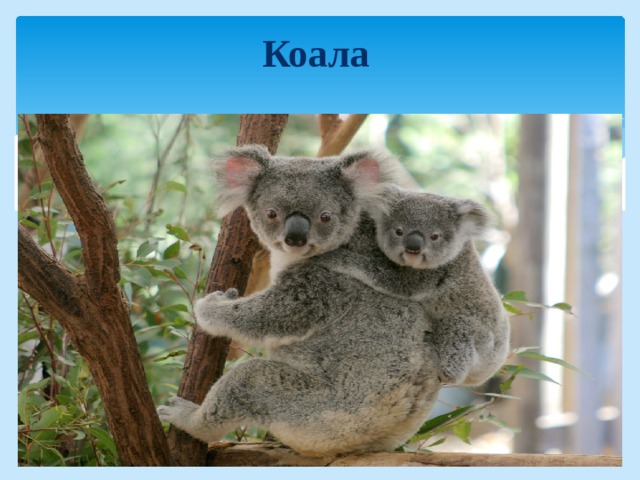 Коала 