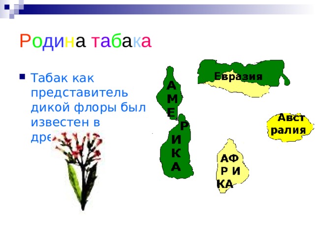 Р о ди н а т а б а к а Табак как представитель дикой флоры был известен в древности 