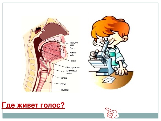 Где живет голос?  