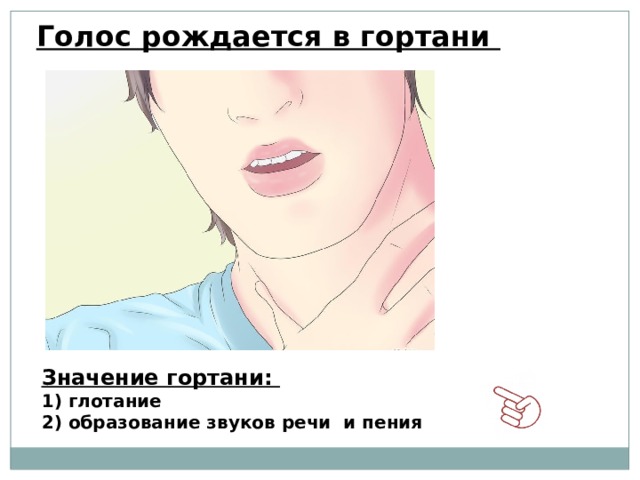 Голос рождается в гортани Значение гортани:  глотание 2) образование звуков речи и пения  