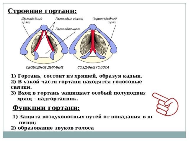 Строение гортани: 1) Гортань, состоит из хрящей, образуя кадык. 2) В узкой части гортани находятся голосовые связки. 3) Вход в гортань защищает особый полуподвижный  хрящ – надгортанник.   Функции гортани:   1) Защита воздухоносных путей от попадания в них  пищи; 2) образование звуков голоса  