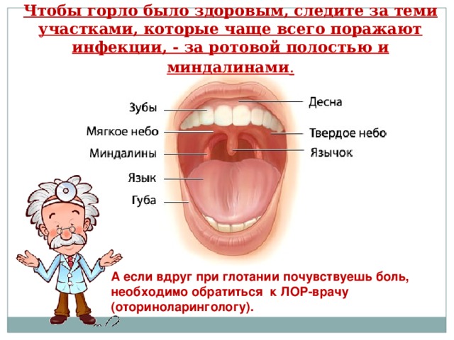 Чтобы горло было здоровым, следите за теми участками, которые чаще всего поражают инфекции, - за ротовой полостью и миндалинами . А если вдруг при глотании почувствуешь боль, необходимо обратиться к ЛОР-врачу (оториноларингологу).  