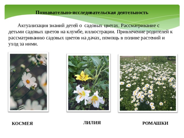 Познавательно-исследовательская деятельность  Актуализация знаний детей о садовых цветах. Рассматривание с детьми садовых цветов на клумбе, иллюстрации. Привлечение родителей к рассматриванию садовых цветов на дачах, помощь в поливе растений и уход за ними. ЛИЛИЯ РОМАШКИ КОСМЕЯ  
