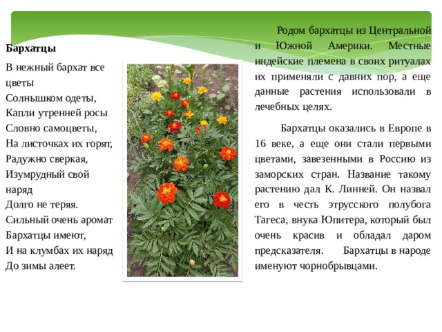  Родом бархатцы из Центральной и Южной Америки. Местные индейские племена в своих ритуалах их применяли с давних пор, а еще данные растения использовали в лечебных целях.   Бархатцы оказались в Европе в 16 веке, а еще они стали первыми цветами, завезенными в Россию из заморских стран. Название такому растению дал К. Линней. Он назвал его в честь этрусского полубога Тагеса, внука Юпитера, который был очень красив и обладал даром предсказателя.  Бархатцы в народе именуют чорнобрывцами. Бархатцы В нежный бархат все цветы  Солнышком одеты,  Капли утренней росы  Словно самоцветы,  На листочках их горят,  Радужно сверкая,  Изумрудный свой наряд  Долго не теряя.  Сильный очень аромат  Бархатцы имеют,  И на клумбах их наряд  До зимы алеет. 