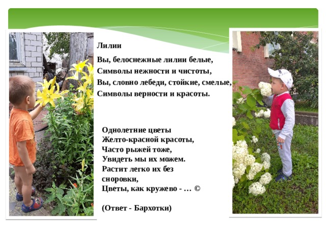 Лилии Вы, белоснежные лилии белые,  Символы нежности и чистоты,  Вы, словно лебеди, стойкие, смелые,  Символы верности и красоты. Однолетние цветы  Желто-красной красоты,  Часто рыжей тоже,  Увидеть мы их можем.  Растит легко их без сноровки,  Цветы, как кружево - … ©   (Ответ - Бархотки)   