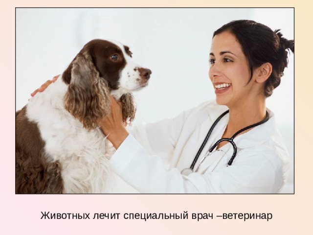 Животных лечит специальный врач –ветеринар  