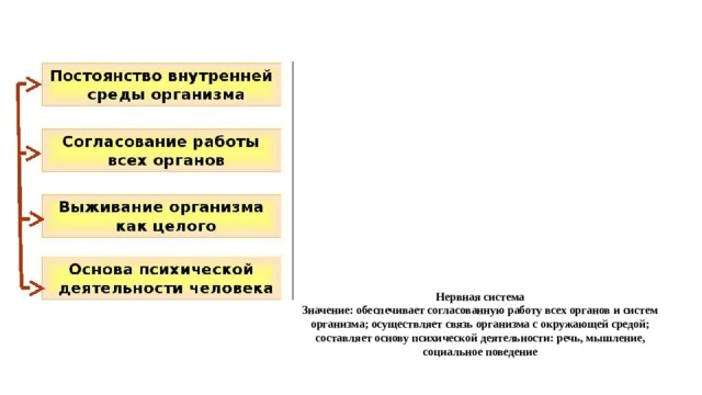    Нервная система  Значение: обеспечивает согласованную работу всех органов и систем организма; осуществляет связь организма с окружающей средой; составляет основу психической деятельности: речь, мышление, социальное поведение   