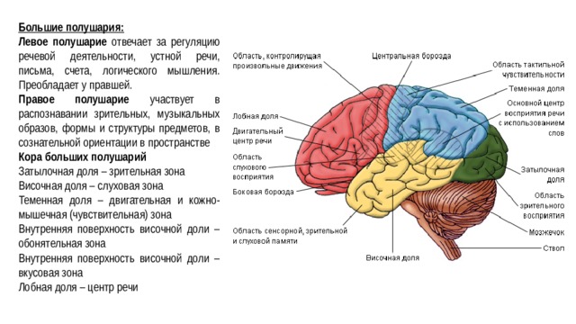 Большие полушария: Левое полушарие отвечает за регуляцию речевой деятельности, устной речи, письма, счета, логического мышления. Преобладает у правшей. Правое полушарие участвует в распознавании зрительных, музыкальных образов, формы и структуры предметов, в сознательной ориентации в пространстве Кора больших полушарий Затылочная доля – зрительная зона Височная доля – слуховая зона Теменная доля – двигательная и кожно-мышечная (чувствительная) зона Внутренняя поверхность височной доли – обонятельная зона Внутренняя поверхность височной доли – вкусовая зона Лобная доля – центр речи 