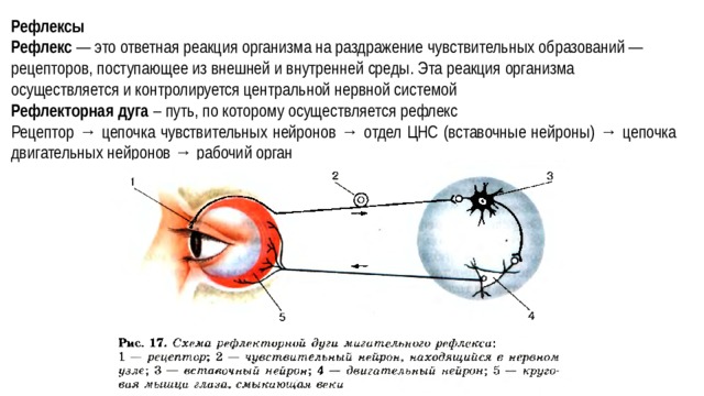 Рефлексы Рефлекс — это ответная реакция организма на раздражение чувствительных образований — рецепторов, поступающее из внешней и внутренней среды. Эта реакция организма осуществляется и контролируется центральной нервной системой Рефлекторная дуга – путь, по которому осуществляется рефлекс Рецептор → цепочка чувствительных нейронов → отдел ЦНС (вставочные нейроны) → цепочка двигательных нейронов → рабочий орган 