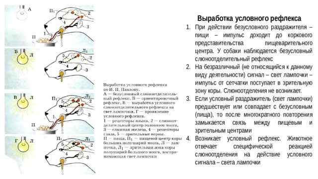 Выработка условного рефлекса При действии безусловного раздражителя – пищи – импульс доходит до коркового представительства пищеварительного центра. У собаки наблюдается безусловный слюноотделительный рефлекс На безразличный (не относящийся к данному виду деятельности) сигнал – свет лампочки – импульс от сетчатки поступает в зрительную зону коры. Слюноотделения не возникает. Если условный раздражитель (свет лампочки) предшествует или совпадает с безусловным (пища), то после многократного повторения замыкается связь между пищевым и зрительным центрами Возникает условный рефлекс. Животное отвечает специфической реакцией слюноотделения на действие условного сигнала – света лампочки 