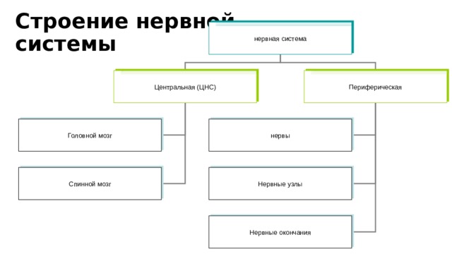 Строение нервной  системы нервная система Центральная (ЦНС) Периферическая Головной мозг нервы Спинной мозг Нервные узлы Нервные окончания 