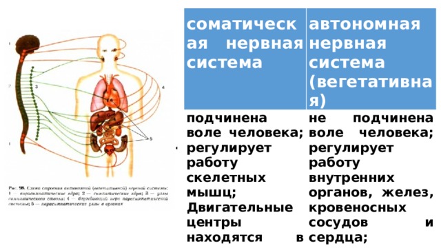   соматическая нервная система   подчинена воле человека; регулирует работу скелетных мышц; Двигательные центры находятся в коре головного мозга автономная нервная система (вегетативная) не подчинена воле человека; регулирует работу внутренних органов, желез, кровеносных сосудов и сердца; вегетативные центры находятся в гипоталамусе 