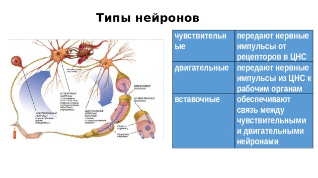  Типы нейронов чувствительные передают нервные импульсы от рецепторов в ЦНС двигательные передают нервные импульсы из ЦНС к рабочим органам вставочные обеспечивают связь между чувствительными и двигательными нейронами 