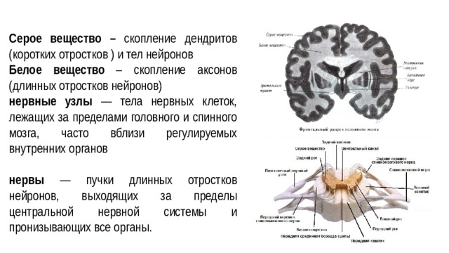 Серое вещество – скопление дендритов (коротких отростков ) и тел нейронов Белое вещество – скопление аксонов (длинных отростков нейронов) нервные узлы — тела нервных клеток, лежащих за пределами головного и спинного мозга, часто вблизи регулируемых внутренних органов нервы — пучки длинных отростков нейронов, выходящих за пределы центральной нервной системы и пронизывающих все органы. 