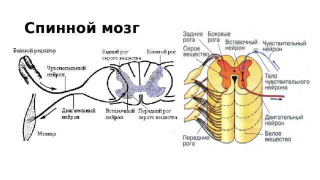 Спинной мозг 