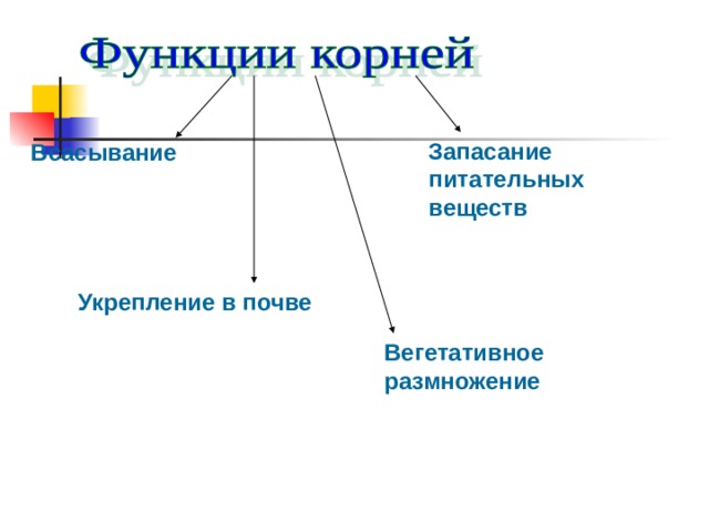 Запасание питательных веществ Всасывание Укрепление в почве Вегетативное размножение 