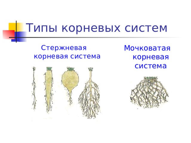 Типы корневых систем Стержневая корневая система Мочковатая корневая система 
